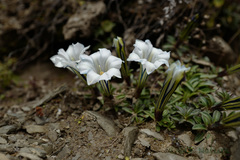 Gentiana veitchiorum