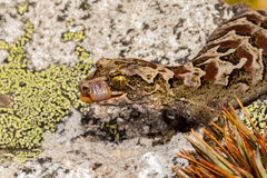 Mokopirirakau