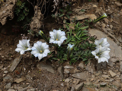 Gentiana veitchiorum
