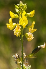 Crotalaria micans