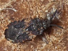 Aradus truncatus