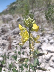 Crotalaria micans