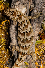 Mokopirirakau
