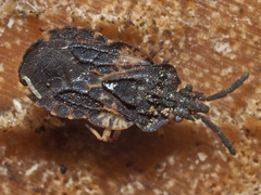 Aradus truncatus