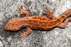 Mokopirirakau
