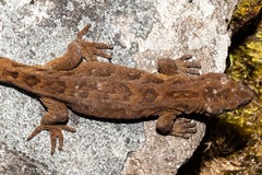 Mokopirirakau