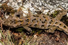 Mokopirirakau