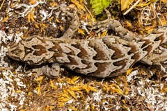 Mokopirirakau