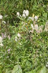 Koenigia alpina