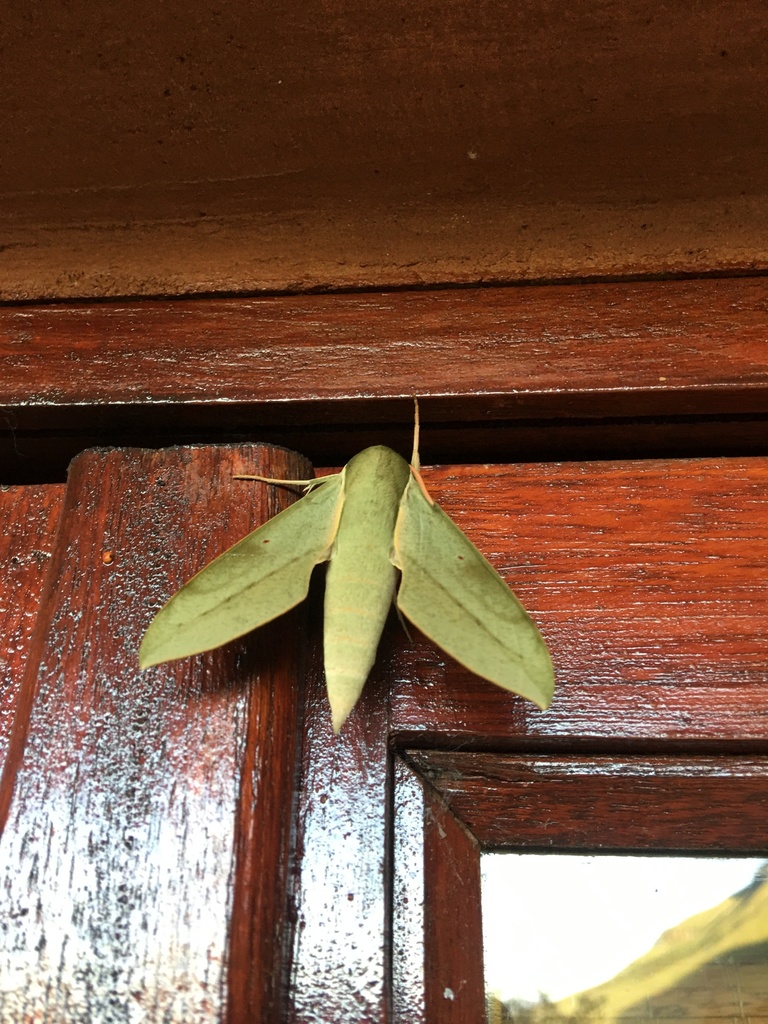 Theretra tessmanni