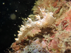 Bornella stellifera