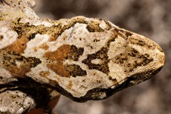 Mokopirirakau
