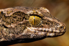 Mokopirirakau