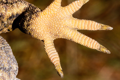 Mokopirirakau
