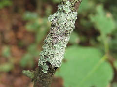 Heterodermia albicans