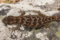 Mokopirirakau