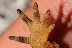 Mokopirirakau