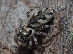 Salticus zebraneus