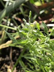 Calocephalus lacteus