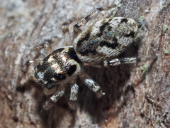 Salticus zebraneus