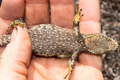 Mokopirirakau