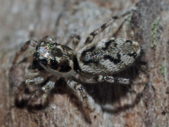 Salticus zebraneus