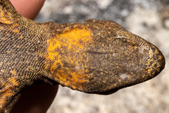 Mokopirirakau
