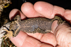 Mokopirirakau