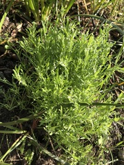 Calocephalus lacteus