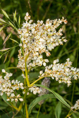 Koenigia alpina