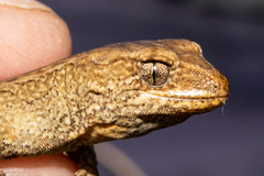 Mokopirirakau