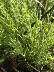 Calocephalus lacteus