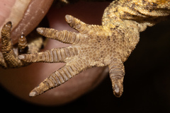 Mokopirirakau