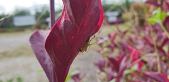 Oxyopes javanus
