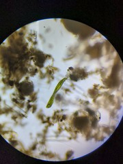 Lepocinclis helicoideus