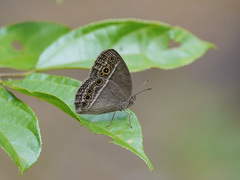 Mycalesis visala