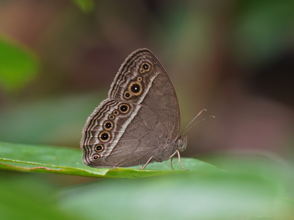 Long Brand Bushbrown
