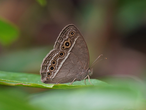 Long Brand Bushbrown