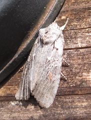 Lithophane antennata
