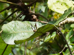 Polyura hebe