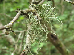 Ramalina peruviana