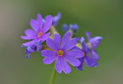 Primula amoena