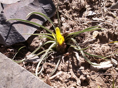 Takhtajaniantha subacaulis