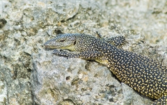 Varanus tsukamotoi