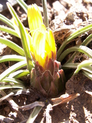 Takhtajaniantha subacaulis