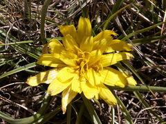 Takhtajaniantha subacaulis
