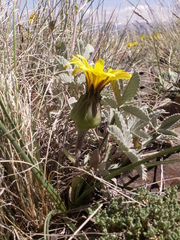 Takhtajaniantha subacaulis