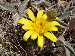 Takhtajaniantha subacaulis