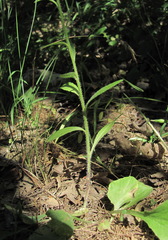Campanula rapunculus lambertiana
