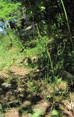 Campanula rapunculus lambertiana